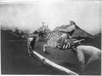 Zebra-tame-jumping.jpg