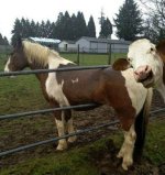 photobombing cow.jpg