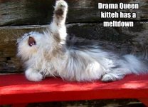 drama-queen-cat-106924379439.jpeg