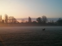 Misty Dog.jpg Misty Dog.jpg