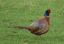 Pheasant.jpg