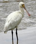 spoonbill.jpg