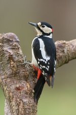 Great_Spotted_Woodpecker_male.jpg