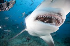 Bull-Shark-Picture-Close-Up-Mouth-HD-Wallpaper-1024x682.jpg