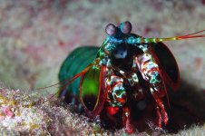 Mantis-Shrimp6.jpg