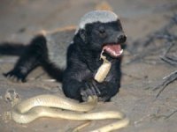 honeybadger-300x225.jpg