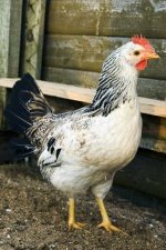 Photograph_of_a_chicken_from_PLOS_article_on_origin_of_chicken.jpg Photograph_of_a_chicken_from_PLOS_article_on_origin_of_chicken.jpg