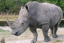 white_rhino.jpg