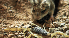 grasshopper_mouse_scorpion.gif grasshopper_mouse_scorpion.gif