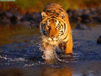 bengal-tigers-..jpg bengal-tigers-..jpg