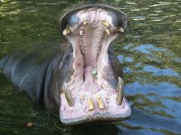 800px-Hippo_mouth.jpg