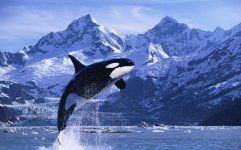 large-Orca-Whale-photo.jpg