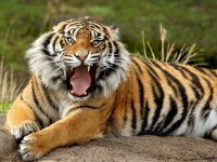 bengal-tiger2.jpg bengal-tiger2.jpg