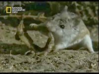 GrasshopperMouseAttackingScorpion.jpg GrasshopperMouseAttackingScorpion.jpg