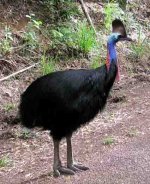 cassowary_casuarius_casuarius.jpg cassowary_casuarius_casuarius.jpg