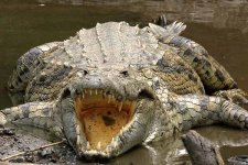 crocodile_ngr-4295g.jpg