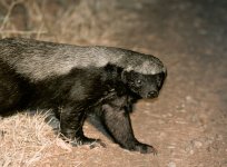 HoneyBadger_7755.jpg HoneyBadger_7755.jpg