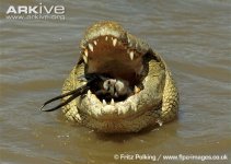 Nile-crocodile-feeding-on-gazelle.jpg