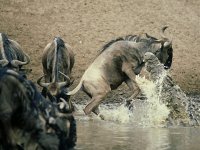 deeble-stone-nile-crocodile-attacks-wildebeest-serengeti-tz.jpg