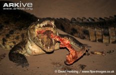 Nile-crocodile-feeding-at-night.jpg