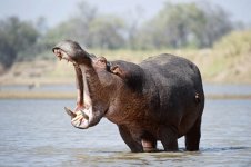 hippo-rps-600.jpg hippo-rps-600.jpg