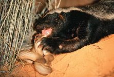 honeybadger-feeding1.jpg honeybadger-feeding1.jpg