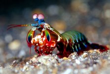 mantis_shrimp_body_armor-7.jpg