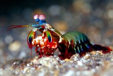 mantis_shrimp_body_armor-7.jpg mantis_shrimp_body_armor-7.jpg