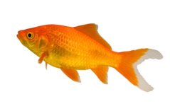 dreamstime_5422385cometgoldfish.jpg