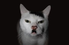 cat-markings-5.jpg