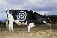 cow_target.jpg