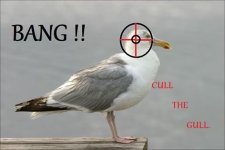 Gull.jpg