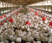 firstclassbusiness.org-poultry-farming.jpg