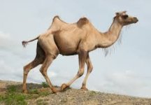 acamel.jpg