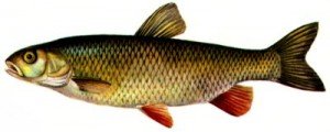 chub400-300x120.jpg chub400-300x120.jpg