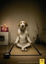 dog-food-meditating-dog-small-274571.jpg