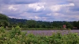 22nd June 2014 - Countryside near Crockham Hill (8).jpg