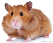 brown-hamster.jpg