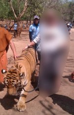 atiger.jpg atiger.jpg