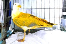 seagull1yellow.jpg