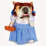 the-cutest-halloween-costumes-for-dogs-2013-L-m5iTWn.jpeg