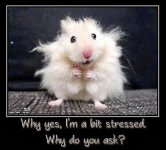 mouse-frazzled-bit-stressed_sxra.jpg