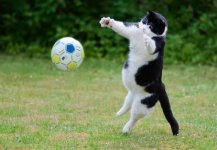 l-soccer-cat.jpg