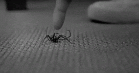 2elg2-spider7.gif