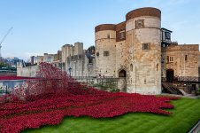 tower poppies.jpg