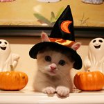 halloween-costume-for-cats.jpg