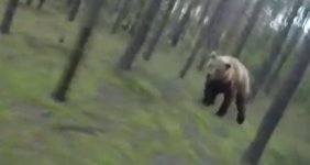 bear cgi.jpg