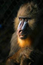 Mandrill.jpg