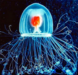 immortal_jellyfish.png