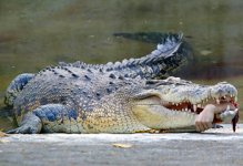 Saltwater+crocodile+attacks.jpg